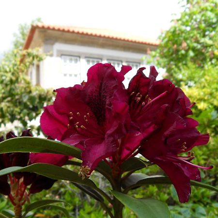 Quinta Do Bento Novo - Casa De Campo - Turismo Rural 维亚纳堡 外观 照片