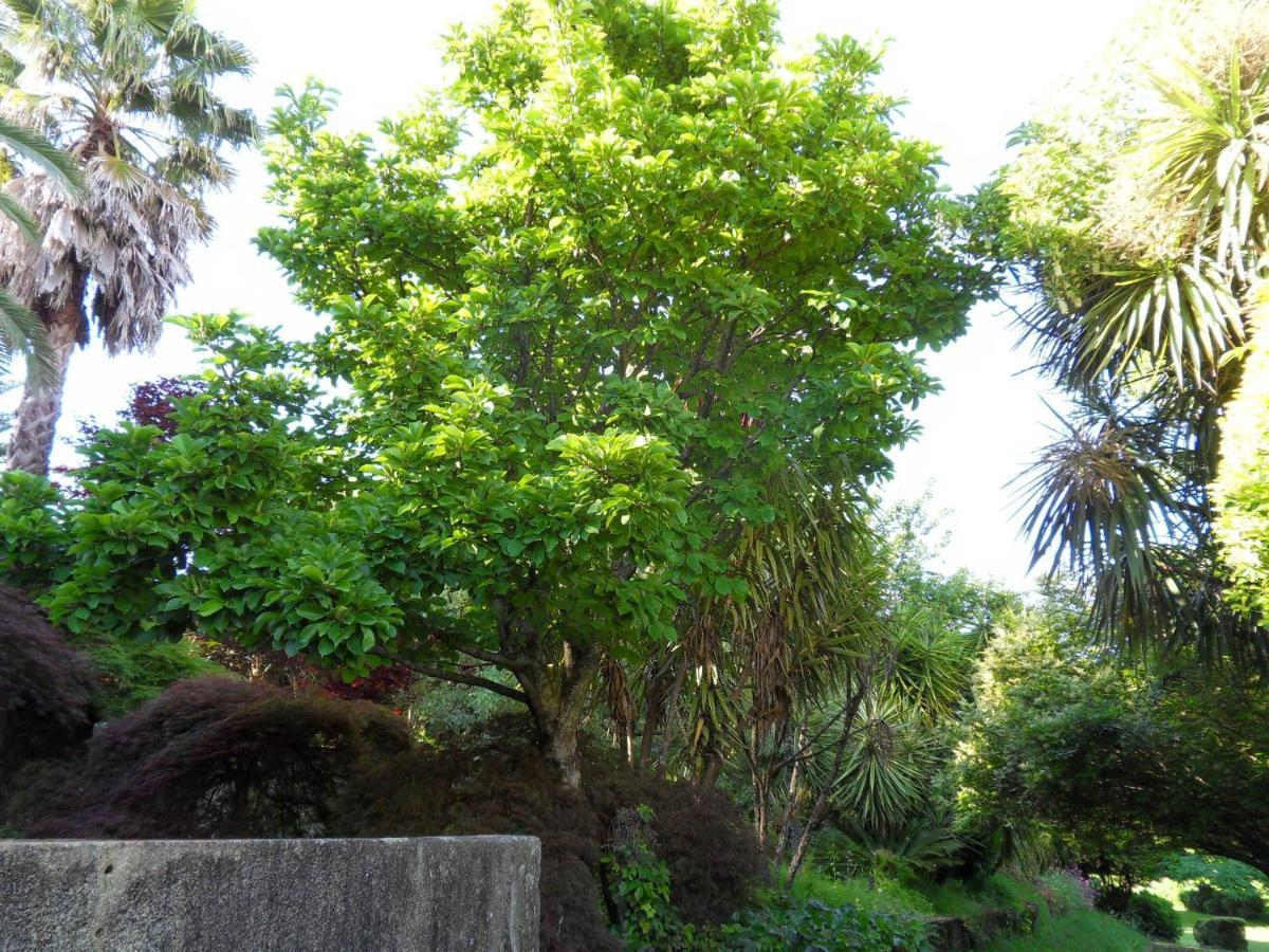 Quinta Do Bento Novo - Casa De Campo - Turismo Rural 维亚纳堡 外观 照片