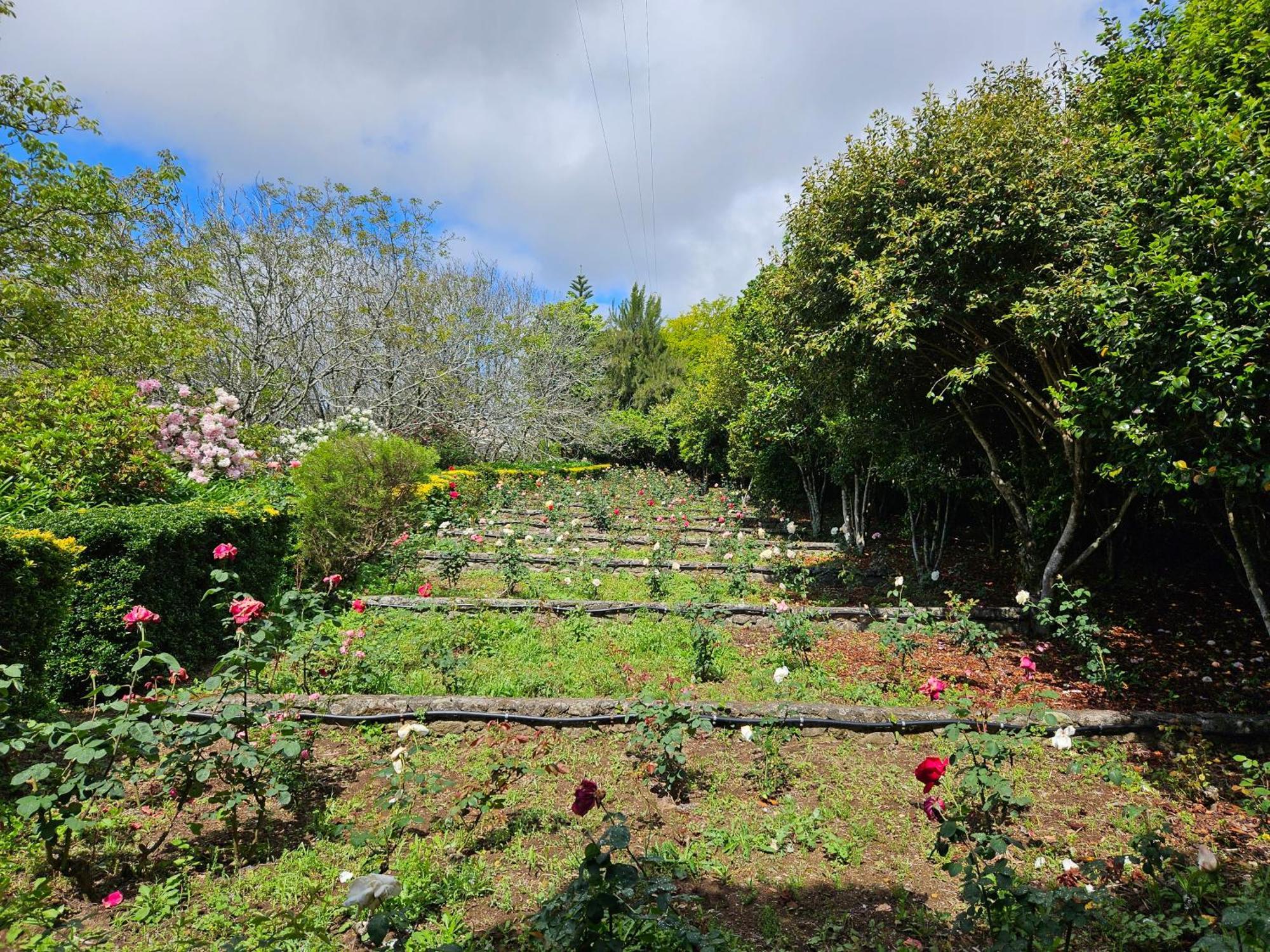 Quinta Do Bento Novo - Casa De Campo - Turismo Rural 维亚纳堡 外观 照片